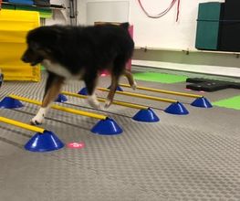 Fitness-Loops - DOX.fitness - Hundeschule | Schliersee