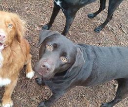 Hi Odin en Nuts !