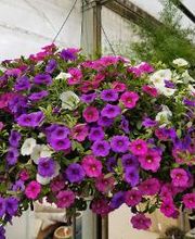 Evans Nursery LLC image 1