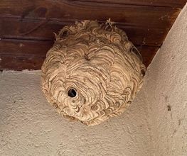Abeille45.DGF image 3