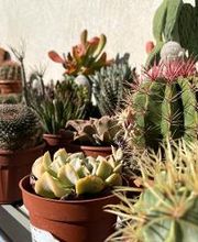 Présentation des cactées et plantes grasses