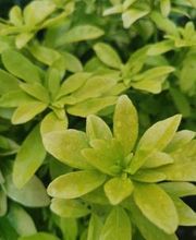 Bricomarché Orval image 11