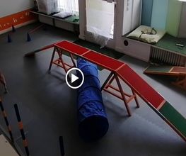Hundezentrum Lapki Bild 13