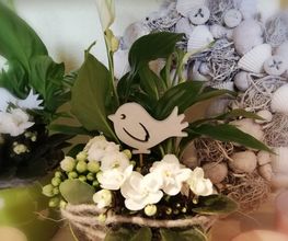 Blumen Vergissmeinnicht Bild 3