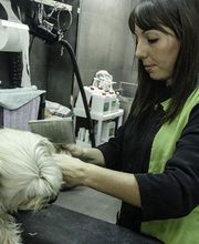 peluqueria-canina-lleida.jpg
