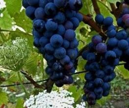 Vignobles Gillet image 4