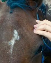 Loncke Clothilde image 8