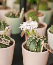 Blumen Eric - Floristik im Gellert - auch sonntags geöffnet Bild 4