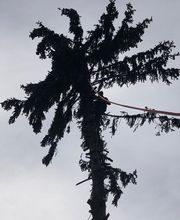 ML élagage image 10