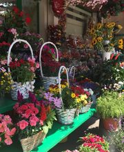 A. Pinto Fleurs Bild 10