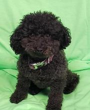 Cougar Cannabis image 4