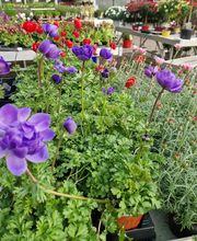 hollenstein blumengarten ag-Blumenshop-Gärtnerei-Gartenbau-Unterhalt-Grabpflege Bild 11