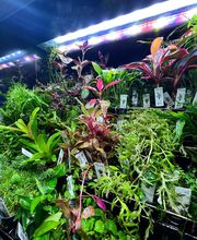 Aquasalvaje imagen 20