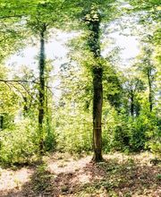 FriedWald Starzach Bild 5
