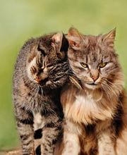 Zürcher Tierschutz Bild 3