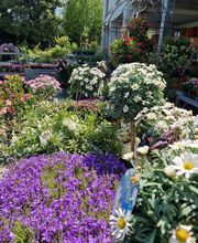 hollenstein blumengarten ag-Blumenshop-Gärtnerei-Gartenbau-Unterhalt-Grabpflege Bild 11