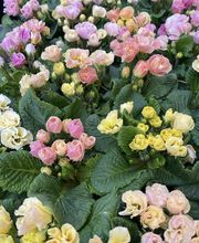 petite fleur gmbh Bild 10