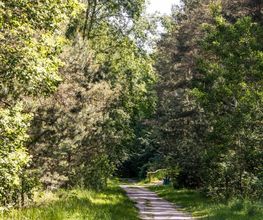 Die Wege im FriedWald Bernau bei Berlin sind gut begehbar.