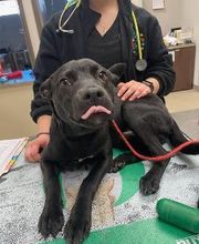 Back Mountain Veterinary Hospital image 13