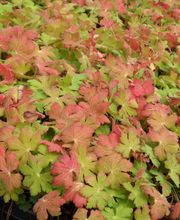 Staudengärtnerei David Müller Bild 40