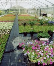 Büchner Gärtnerei und Blumengeschäft Bild 1