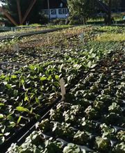 Wildpflanzengärtnerei Flora di Berna Bild 9