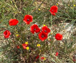 Provence by Flore image 11