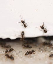 Chass'Eure De Frelons image 7