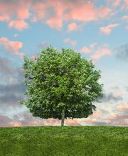 Collin Pradat Laurence image 3