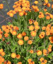 Staudengärtnerei David Müller Bild 43