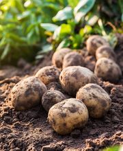 GRANAVIÑA SL imagen 5