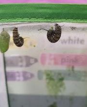 Debary Sonshine Academy image 16