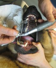 Dierenarts Meemortel De