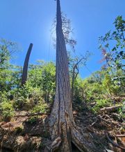 Southern Oregon Tree Care LLC image 5