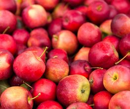OBST UND GEMÜSE
Reif geerntete und vollaromatische Äpfel von regionalen Obstwiesen, würzig duftende Kräuter, aromatisches Gemüse: Köstlich!
Regionales und saisonales Obst und Gemüse liegen im Trend. Entdecken Sie einen bunten Mix an gesunden Vitaminen! Saisonal, leicht, lecker und immer öfter in bester Bio-Qualität. Täglich bestücken wir unser Obst- und Gemüse-Sortiment mit neuer Ware. Freuen Sie sich auf Leckerbissen aus der Heimat und exotische Spezialitäten aus Übersee. Sie haben die Wahl. Und die Qualität.