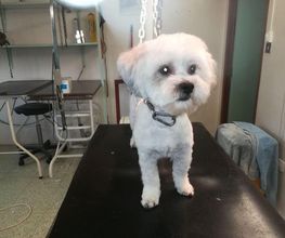 Absolument-Chien image 4