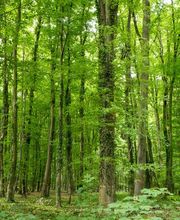 FriedWald Ohetal Bild 9