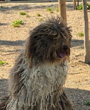 Adiestramiento Córdoba imagen 14