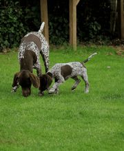 Miris Hundeschule Bild 11