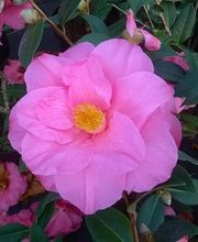 Pépinière de Saint Lavan image 4