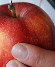 PAGANINI Frutta SA Bild 4