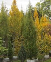 Baumschule Gehrig GmbH Bild 5