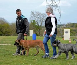 Cani-breizh image 12
