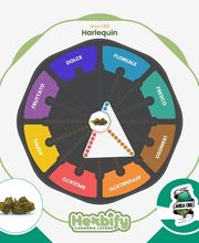 Herbify Cannabis Lovers Delivery immagine 8