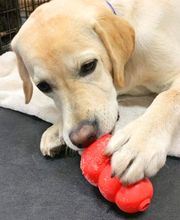 Fido Fido Dog Daycare & Boarding image 3