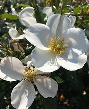 Emilia Mihalydeakpal DaMa Pflanzendesign Bild 12