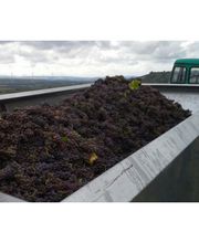 Weingut Hermann Kern Bild 7