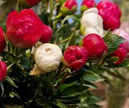 Blumen Hirter Bild 9