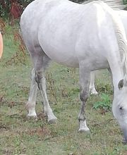 Ecuries Sylvain Frère image 1