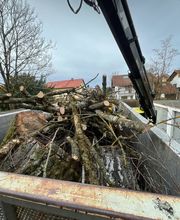Treevarna Baumpflege München Bild 8